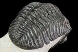 Pedinopariops Trilobite - Mrakib, Morocco #71283-4